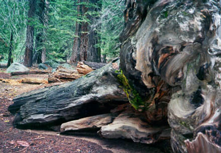 Dead tree, Sequoia Forest, 1998.