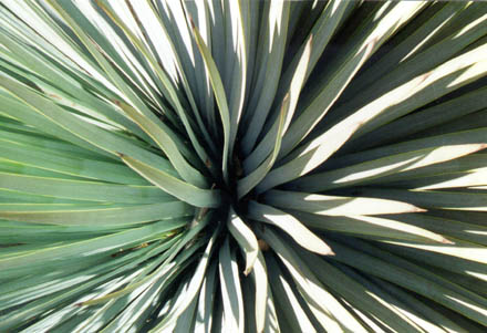 Yucca in San Gabriel Mountains, 2000.